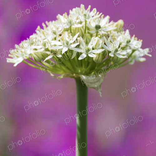 Black Garlic plant in flower, Allium Nigrum,