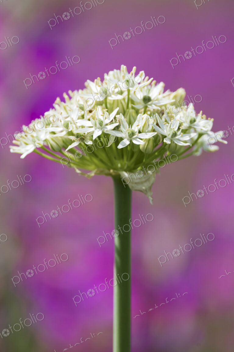 Black Garlic plant in flower, Allium Nigrum,