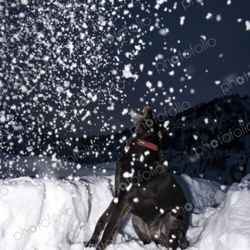 Black Labrador Retriever Trying to Catch Snow in his mouth, at night in the Cascade… Black Labrador Retriever Trying to Catch Snow in his mouth, at night in the Cascade…