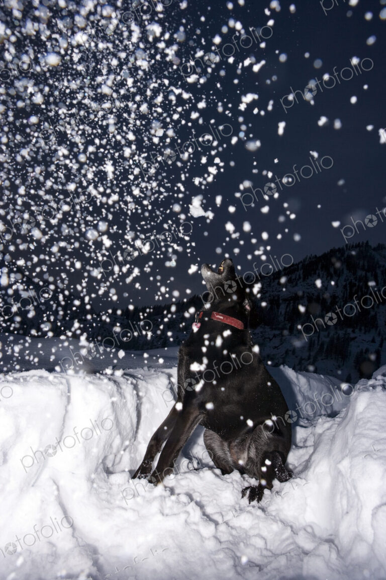 Black Labrador Retriever Trying to Catch Snow in his mouth, at night in the Cascade…