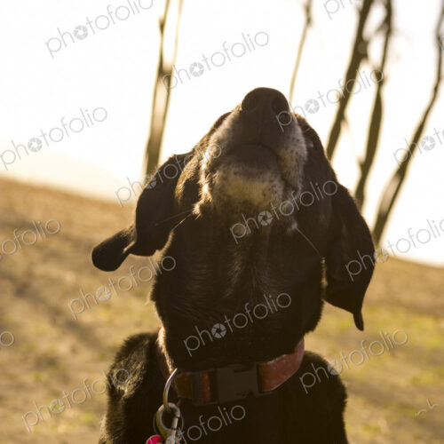 Black Labrador Retriever dog barking with its head back.