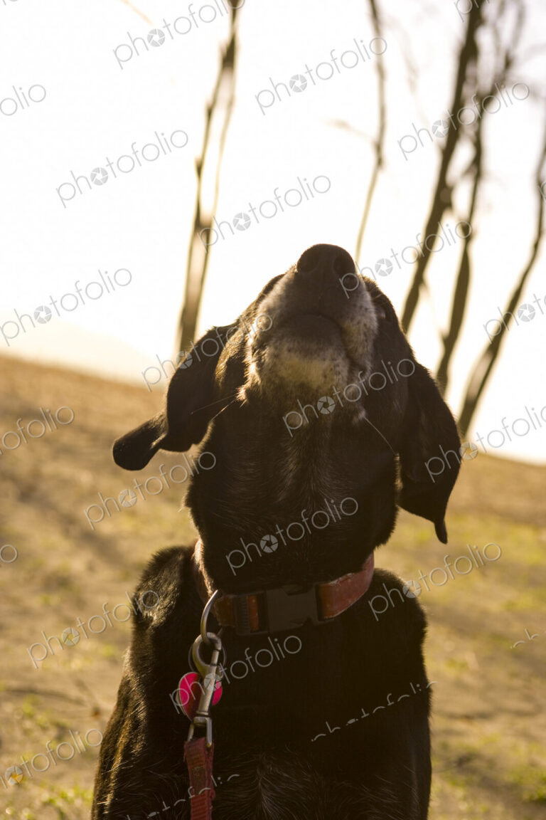 Black Labrador Retriever dog barking with its head back.