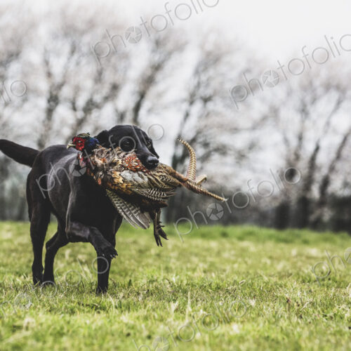 Black Labrador dog running across a field, retrieving pheasant.