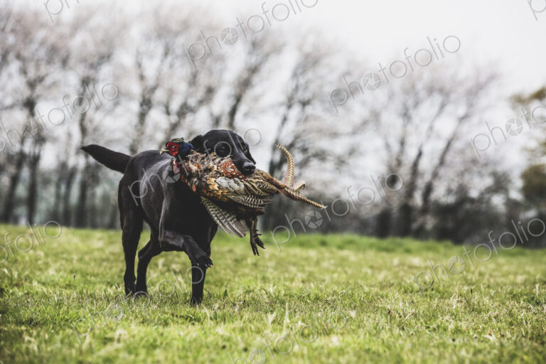 Black Labrador dog running across a field, retrieving pheasant.