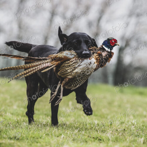 Black Labrador dog running across a field, retrieving pheasant.
