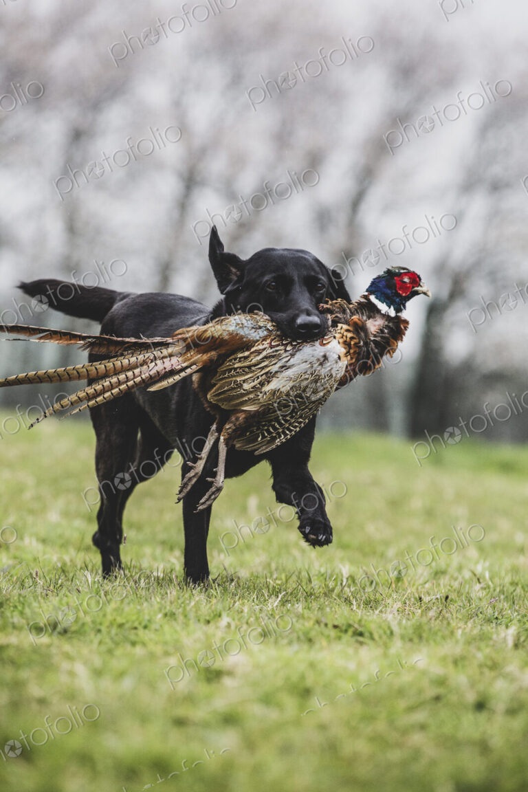 Black Labrador dog running across a field, retrieving pheasant.
