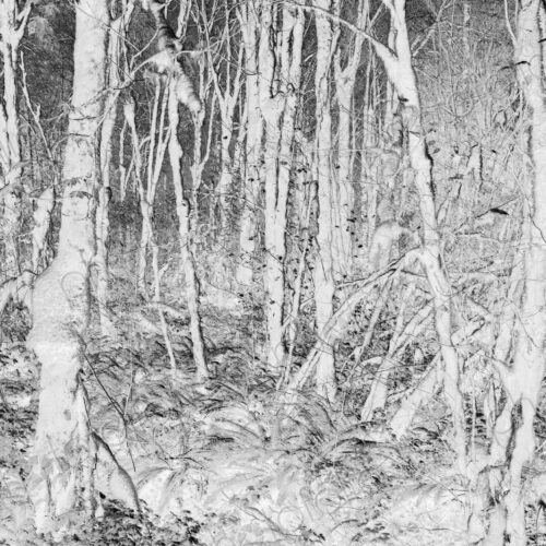 Black and white abstract (inverted) image of lush temperate rainforest, ferns, and… Black and white abstract (inverted) image of lush temperate rainforest, ferns, and…