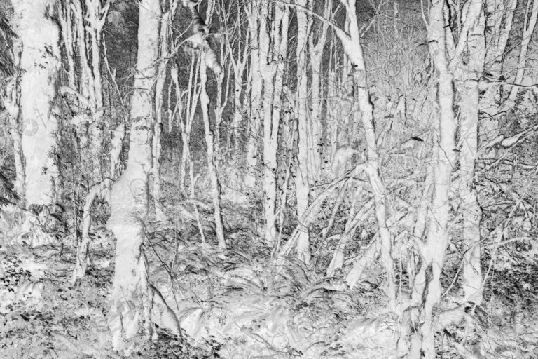 Black and white abstract (inverted) image of lush temperate rainforest, ferns, and…