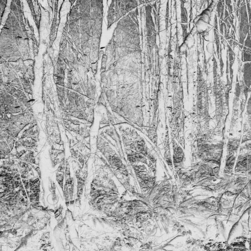 Black and white abstract (inverted) image of lush temperate rainforest, ferns, and…