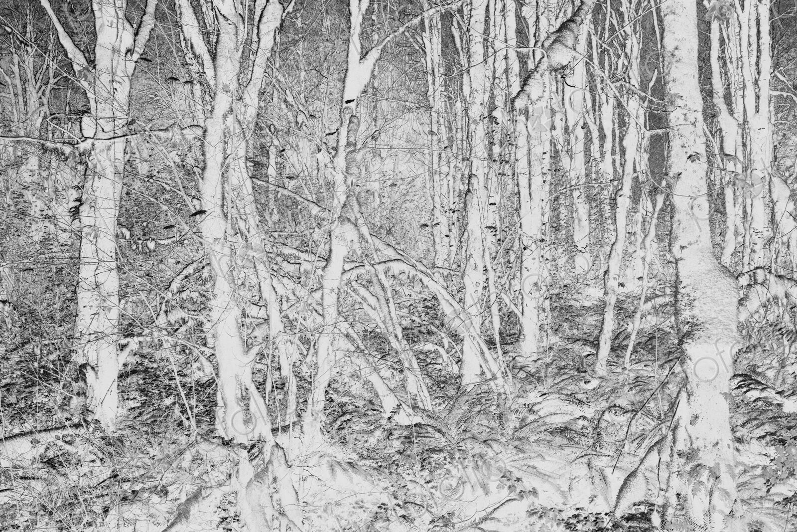 Black and white abstract (inverted) image of lush temperate rainforest, ferns, and…