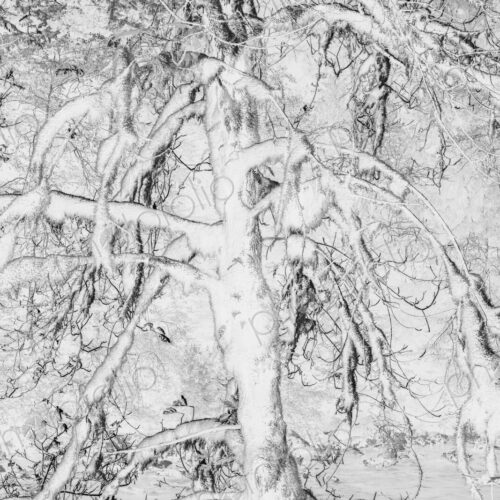 Black and white abstract (inverted) image of lush temperate rainforest, ferns, and… Black and white abstract (inverted) image of lush temperate rainforest, ferns, and…