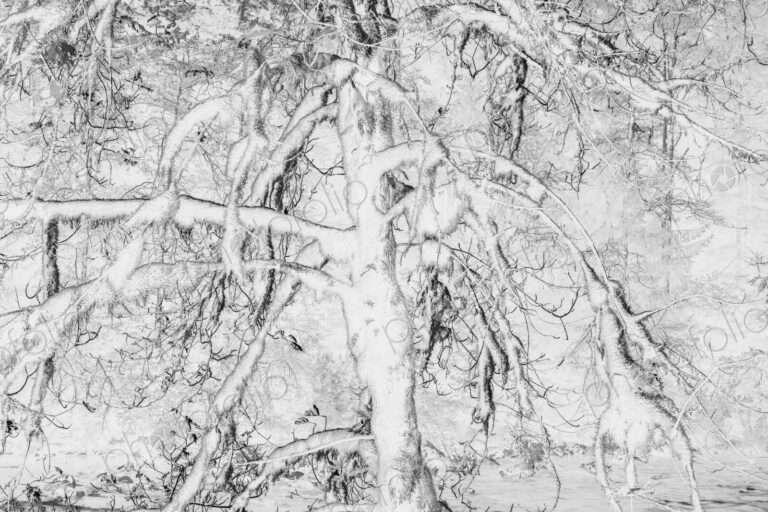 Black and white abstract (inverted) image of lush temperate rainforest, ferns, and…
