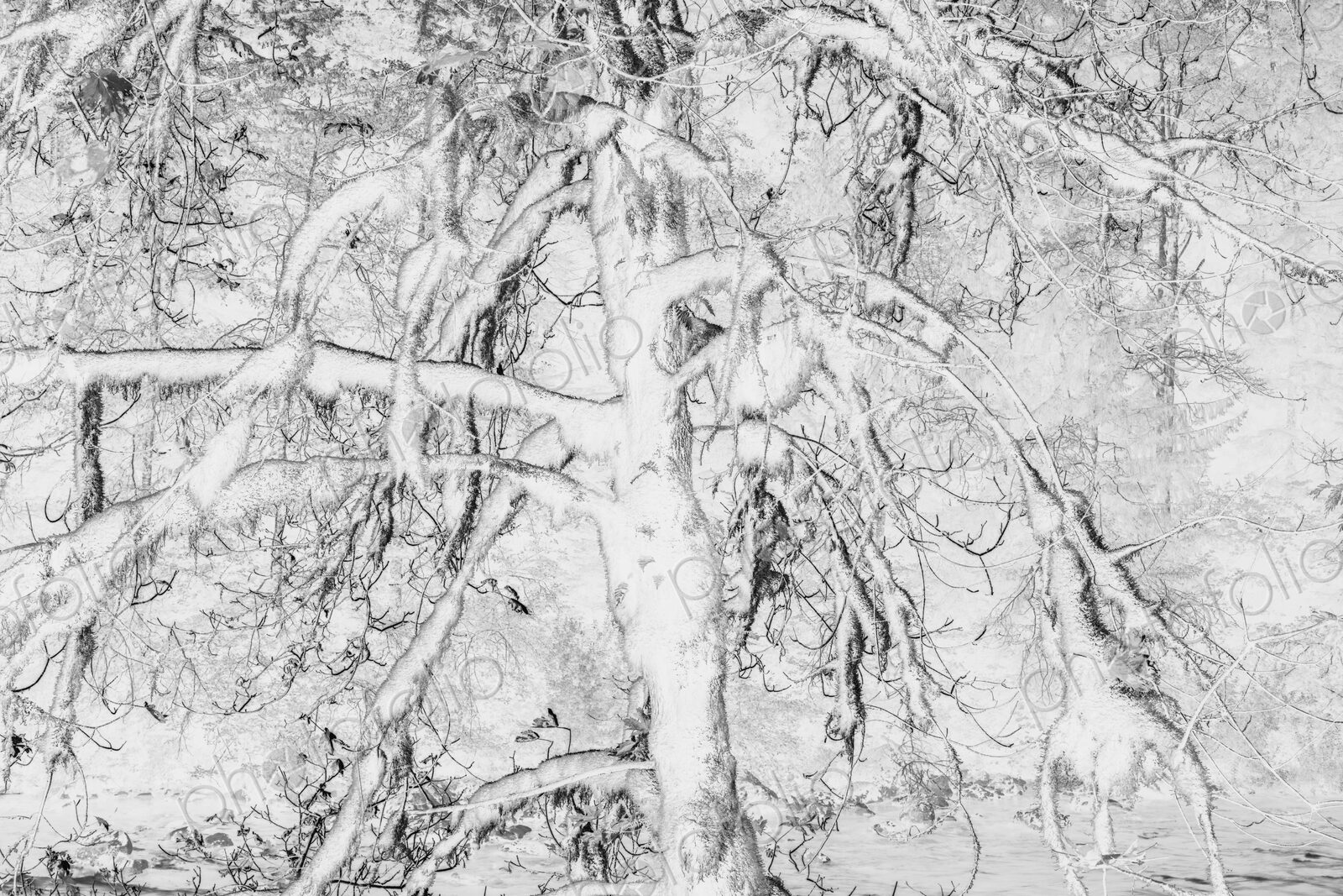 Black and white abstract (inverted) image of lush temperate rainforest, ferns, and…