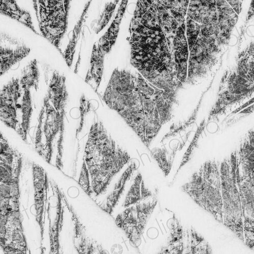 Black and white abstract (inverted) image of lush temperate rainforest, ferns, and… Black and white abstract (inverted) image of lush temperate rainforest, ferns, and…