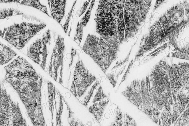 Black and white abstract (inverted) image of lush temperate rainforest, ferns, and…