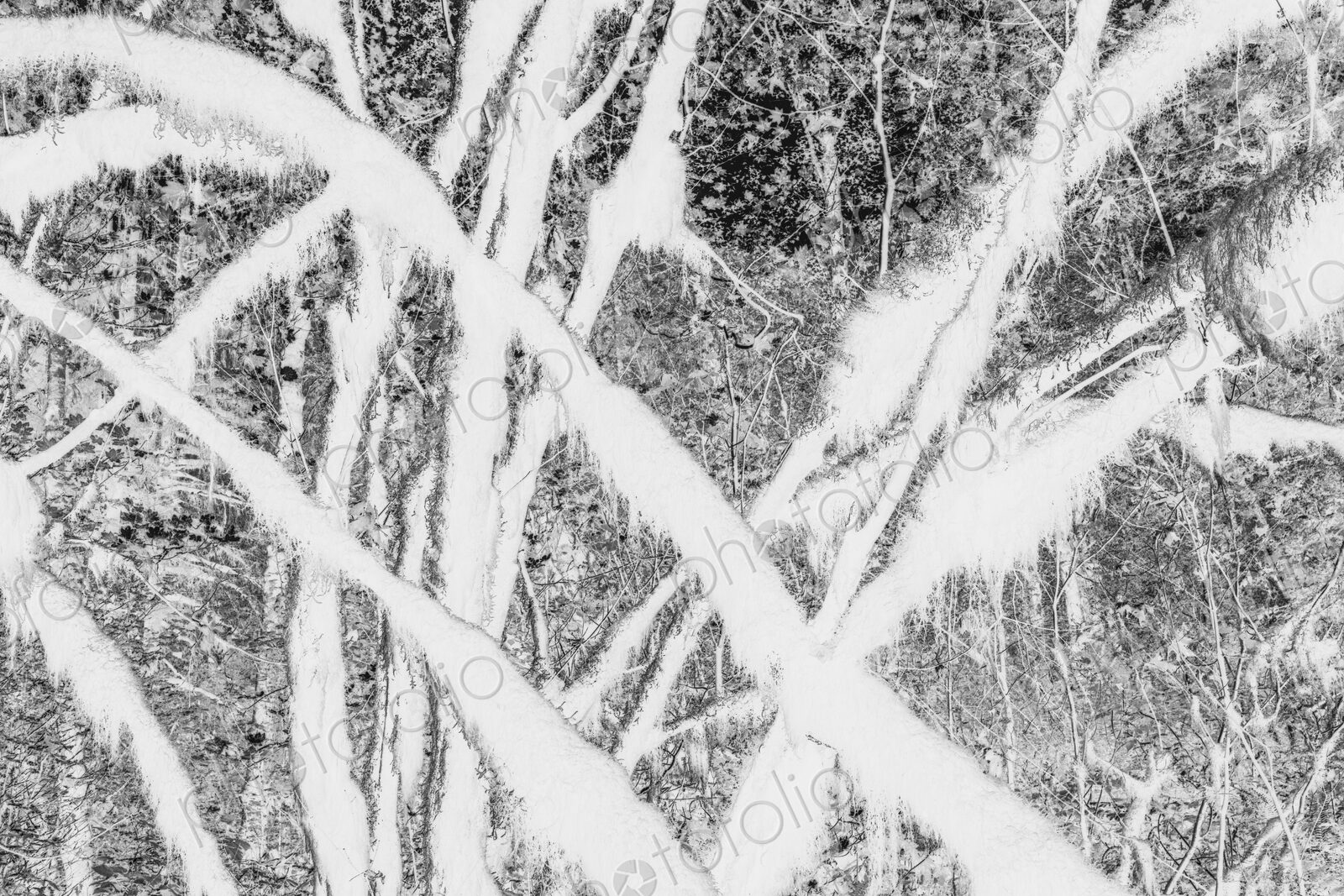 Black and white abstract (inverted) image of lush temperate rainforest, ferns, and…