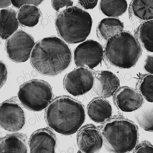 Black and white inverted image of pile of logged fir, hemlock and spruce trees
