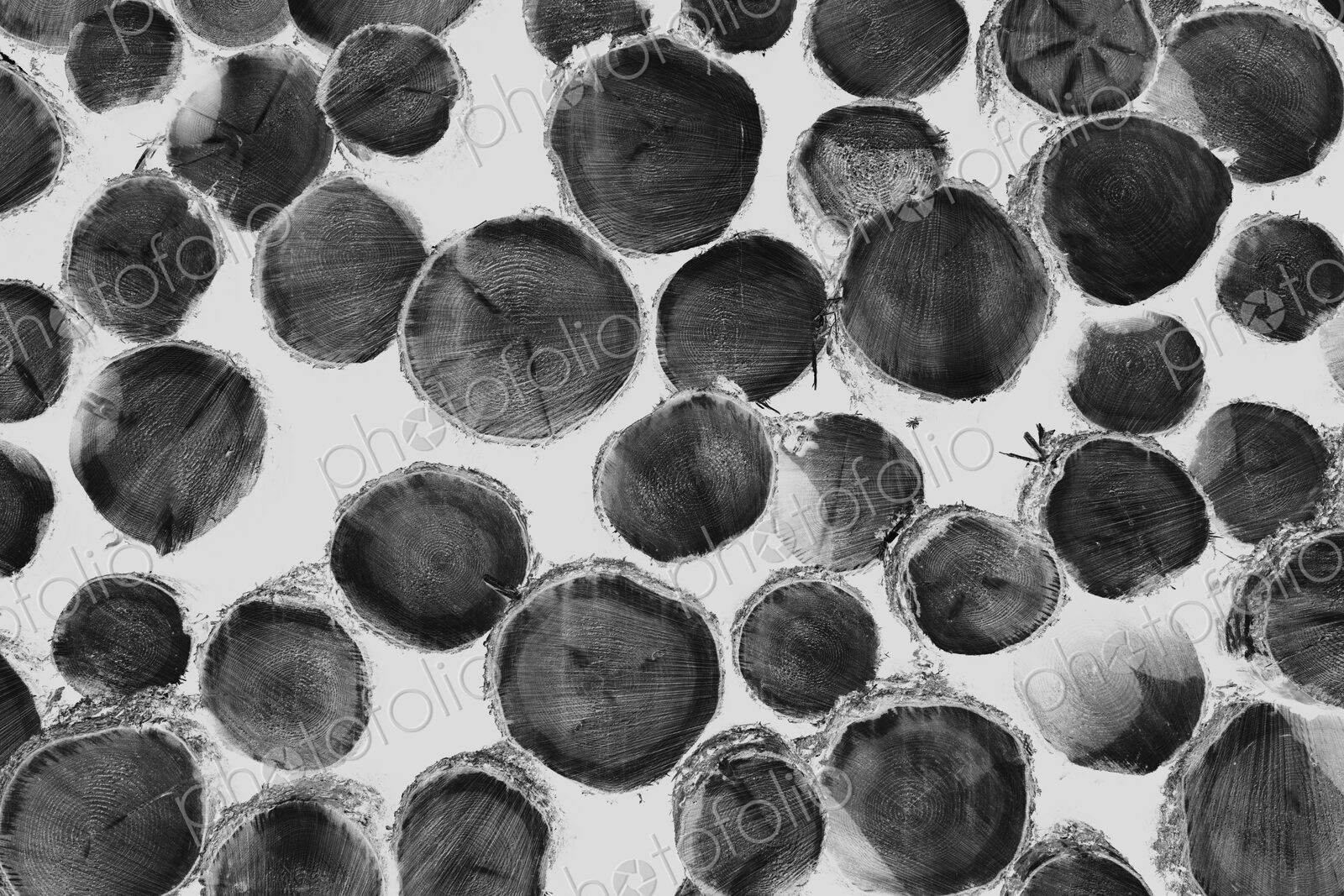 Black and white inverted image of pile of logged fir, hemlock and spruce trees