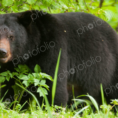 Black bear, Glacier National Park and Preserve, Alaska, USA