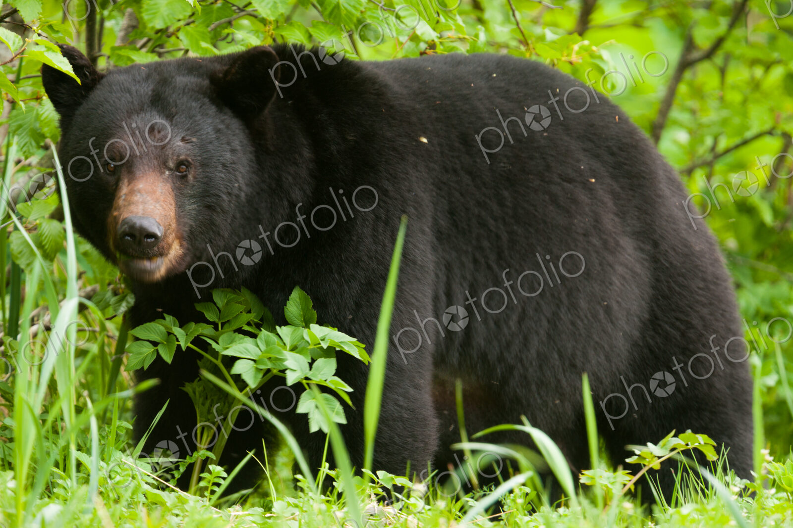 Black bear, Glacier National Park and Preserve, Alaska, USA