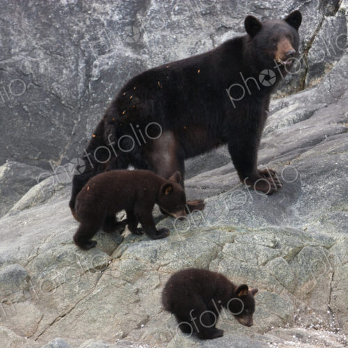 Black bear and cubs, Glacier National Park and Preserve, Alaska, USA Black bear and cubs, Glacier National Park and Preserve, Alaska, USA