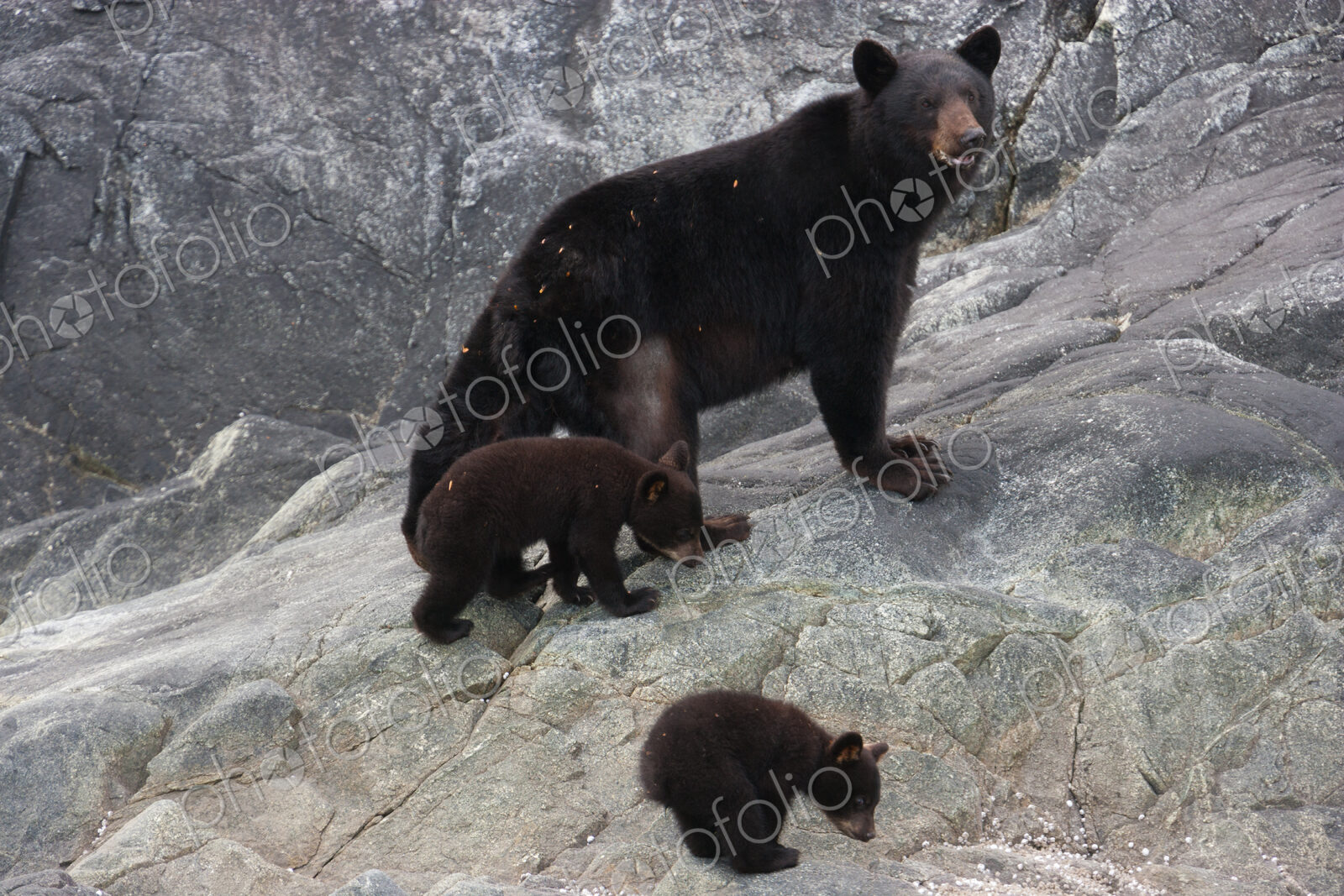 Black bear and cubs, Glacier National Park and Preserve, Alaska, USA