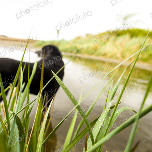 Black labrador dog standing in shallow water in a small creek, Seattle. Black labrador dog standing in shallow water in a small creek, Seattle.