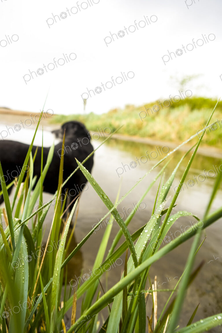 Black labrador dog standing in shallow water in a small creek, Seattle.