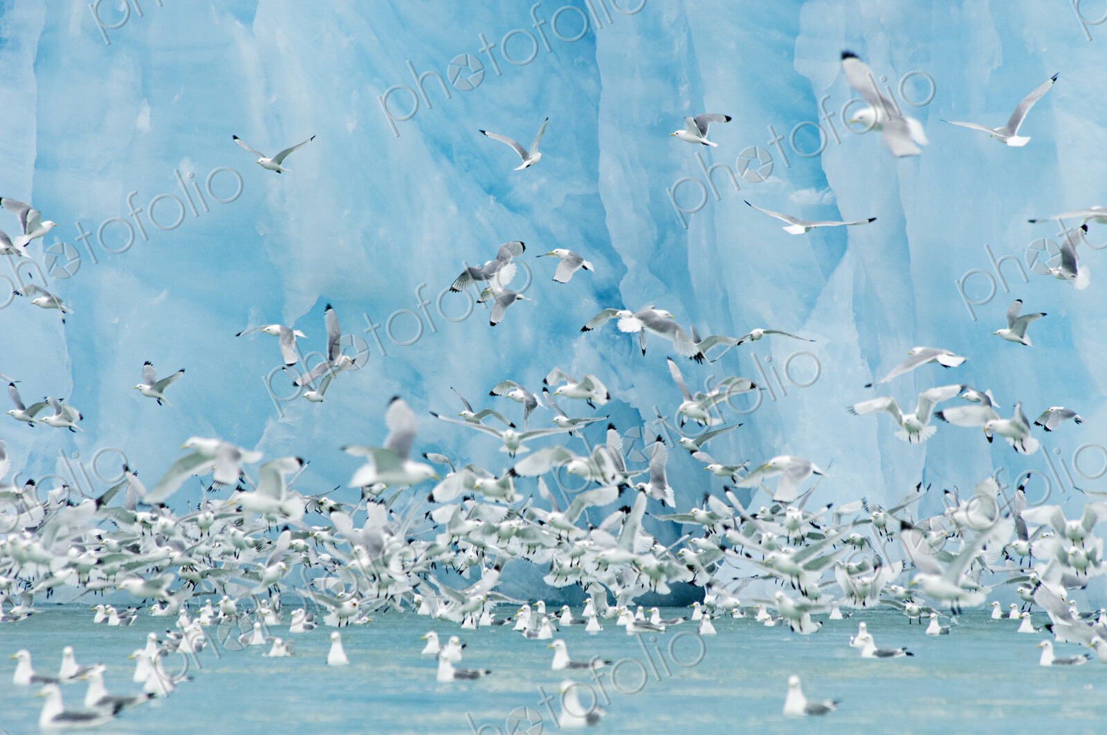 Black-legged Kittiwakes in front of bright blue face of glacier in Svalbard, Norway
