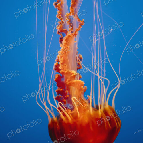 Black sea nettle jellyfish, Chrysaora fuscescens,scyphozoa, underwater in the Monterey… Black sea nettle jellyfish, Chrysaora fuscescens,scyphozoa, underwater in the Monterey…