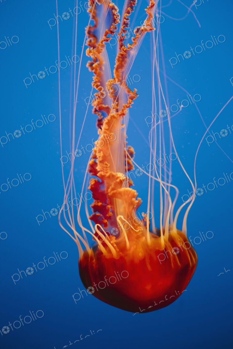 Black sea nettle jellyfish, Chrysaora fuscescens,scyphozoa, underwater in the Monterey…