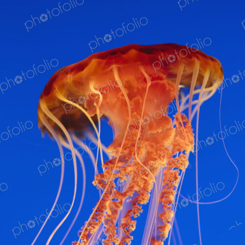 Black sea nettle jellyfish, Chrysaora fuscescens,scyphozoa, underwater in the Monterey… Black sea nettle jellyfish, Chrysaora fuscescens,scyphozoa, underwater in the Monterey…