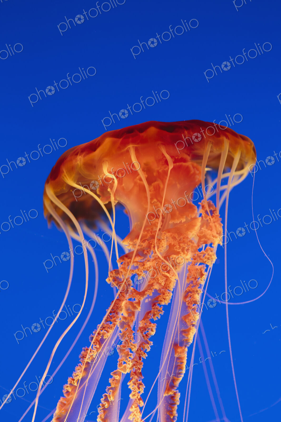 Black sea nettle jellyfish, Chrysaora fuscescens,scyphozoa, underwater in the Monterey…