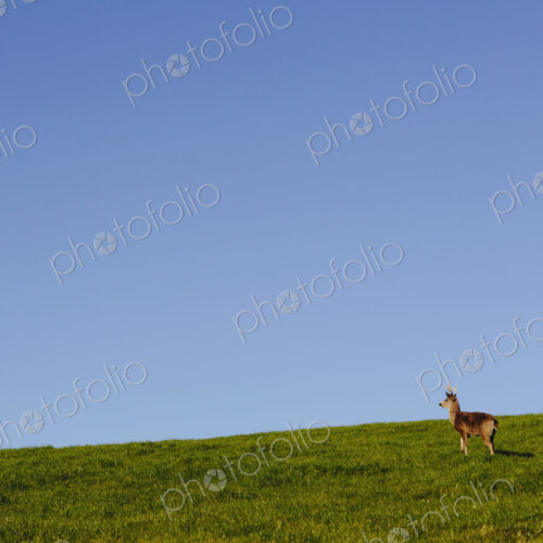 Black-tailed deer on a grassy hillside in Point Reyes National Seashore, in Marin…