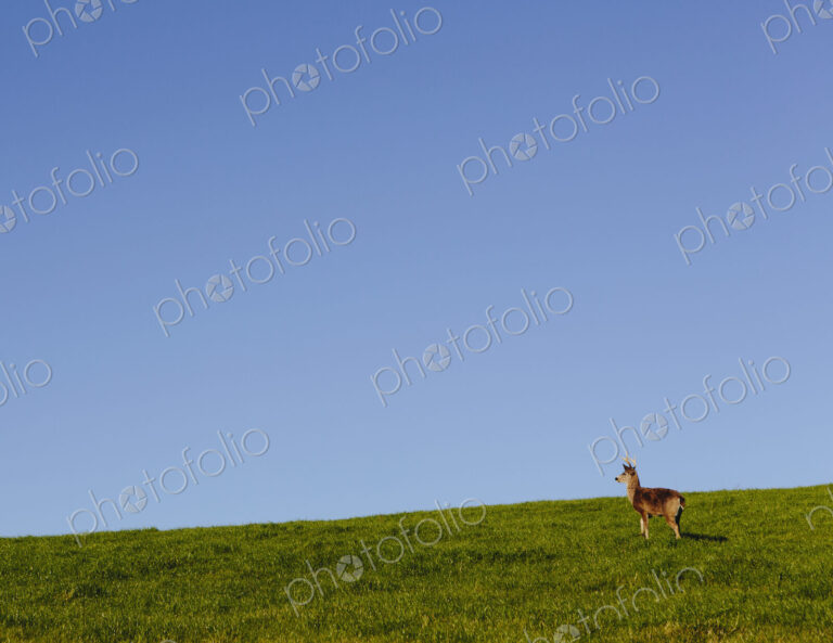 Black-tailed deer on a grassy hillside in Point Reyes National Seashore, in Marin…