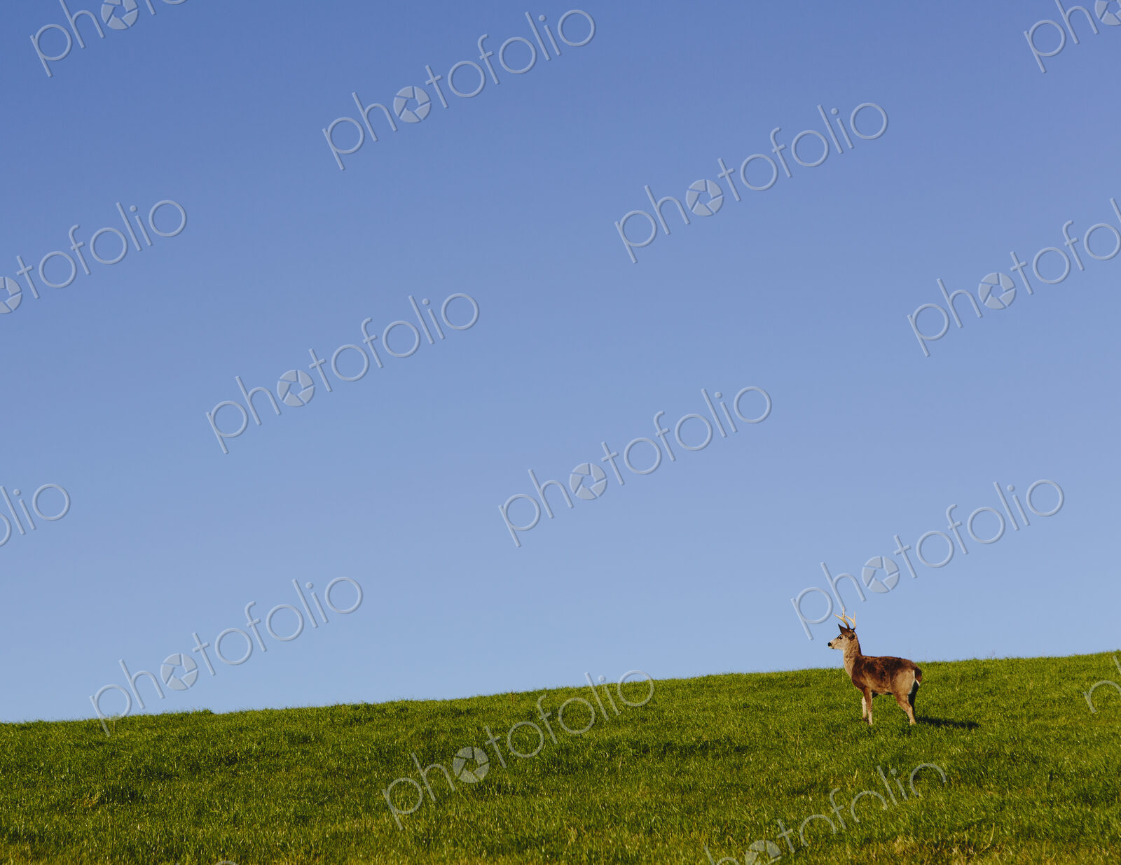 Black-tailed deer on a grassy hillside in Point Reyes National Seashore, in Marin…