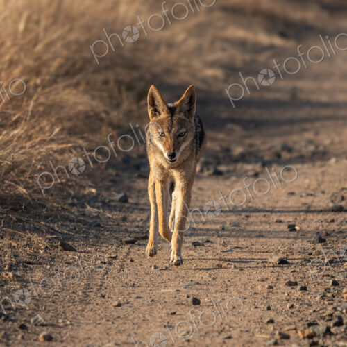 Black?backed jackal, Canis mesomelas, trotting down a road. Black?backed jackal, Canis mesomelas, trotting down a road.