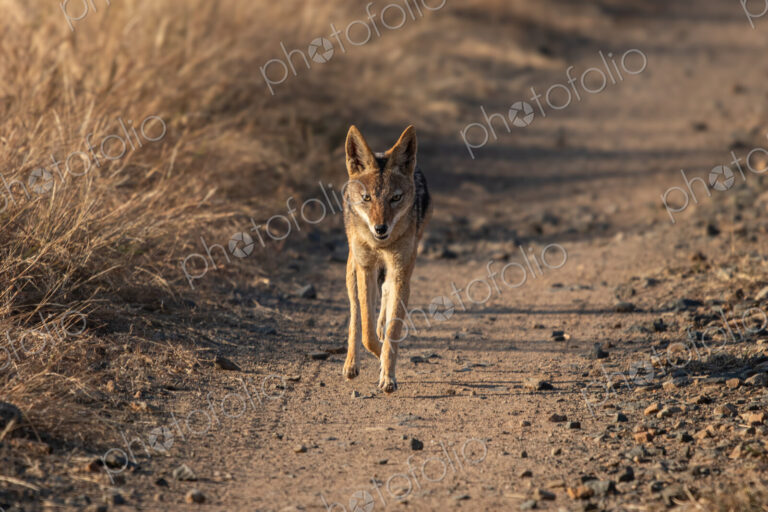 Black?backed jackal, Canis mesomelas, trotting down a road.