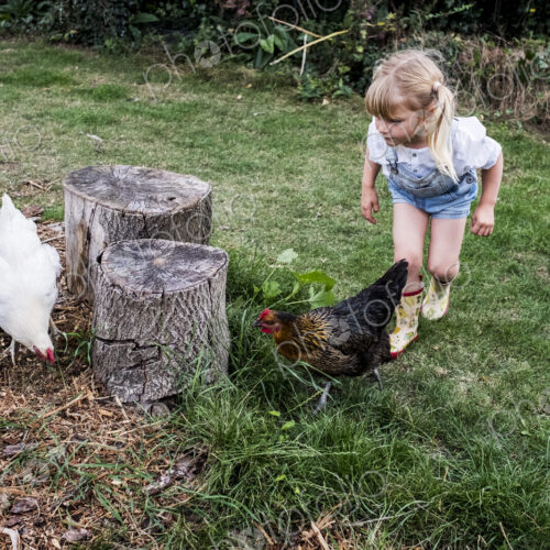Blond girl and two chickens standing next to tree stumps in a garden. Blond girl and two chickens standing next to tree stumps in a garden.