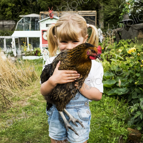 Blond girl standing in a garden, holding brown chicken. Blond girl standing in a garden, holding brown chicken.