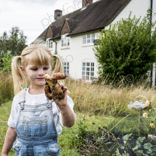 Blond girl standing in a garden, holding knobbly potato. Blond girl standing in a garden, holding knobbly potato.