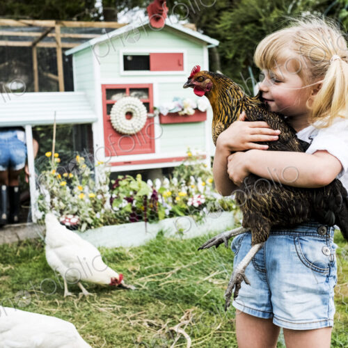 Blond girl standing in a garden in front of hen house, holding brown chicken. Blond girl standing in a garden in front of hen house, holding brown chicken.