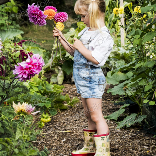 Blond girl standing in a garden, picking pink Dahlias. Blond girl standing in a garden, picking pink Dahlias.