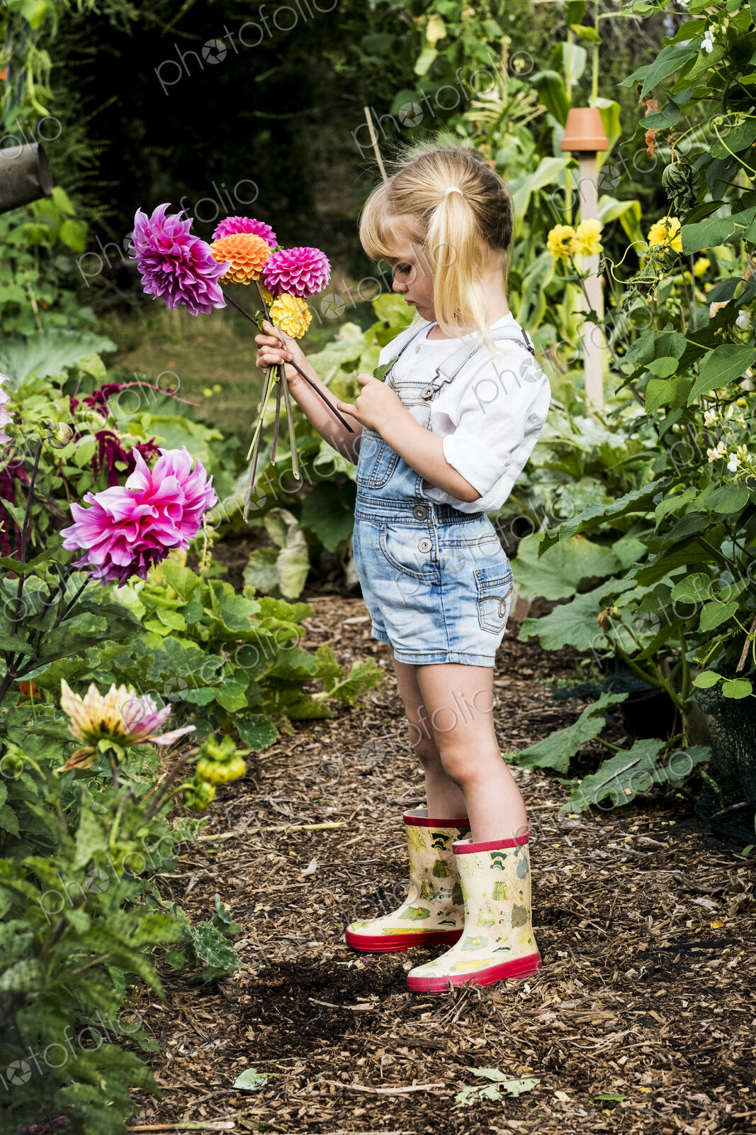 Blond girl standing in a garden, picking pink Dahlias.
