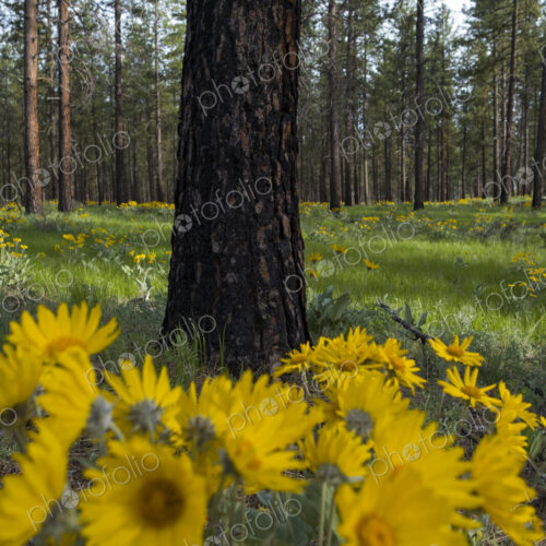 Blooming Arrowleaf balsamroot wildflowers and meadow grasses in Spring, thinned and… Blooming Arrowleaf balsamroot wildflowers and meadow grasses in Spring, thinned and…