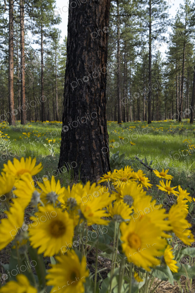 Blooming Arrowleaf balsamroot wildflowers and meadow grasses in Spring, thinned and…