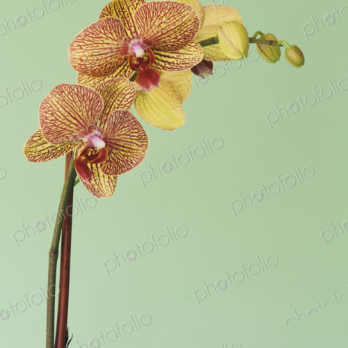 Blooming Phalaenopsis orchid flower with pink and yellow petals.
