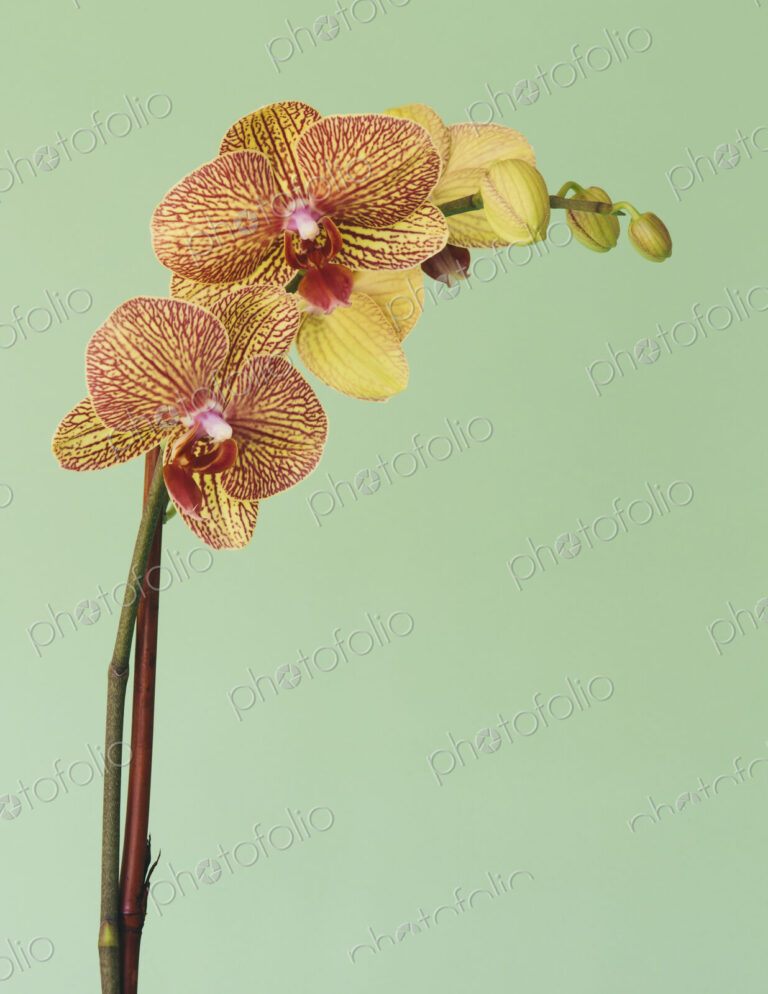 Blooming Phalaenopsis orchid flower with pink and yellow petals.