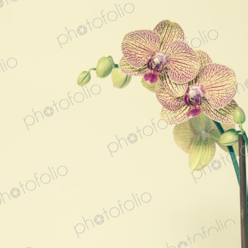Blooming Phalaenopsis orchid, with yellow and pink petals, on a yellow background.