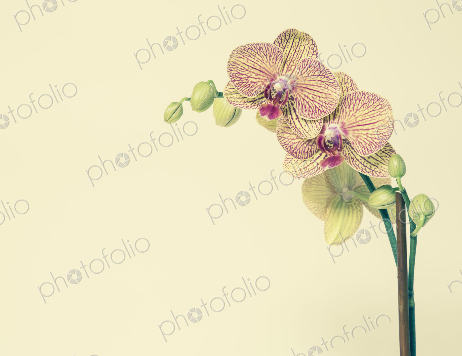 Blooming Phalaenopsis orchid, with yellow and pink petals, on a yellow background.